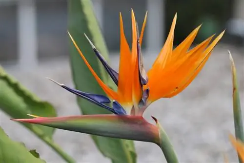 Strelizia, Strelitzia - instrukcje pielęgnacji i rozmnażania