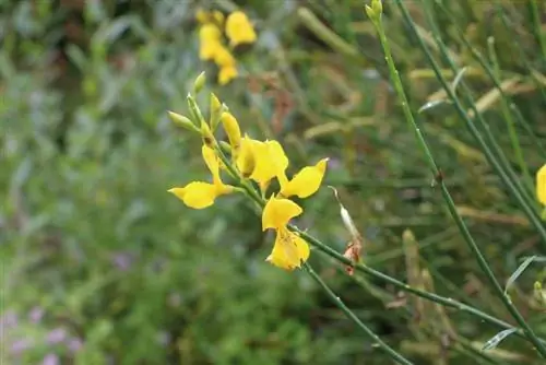 Gorse - טיפול, חיתוך, ריבוי וחורף