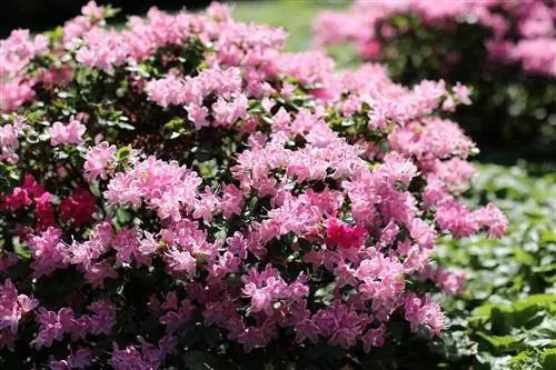 Ornamental shrubs - pag-aalaga at paggupit