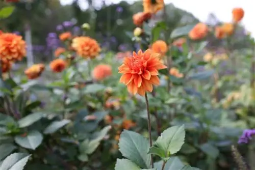 Dahlia Semicactus - Dahlia hortensis