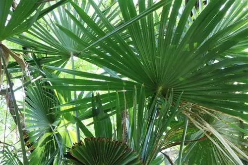 Plantas de balcón mediterráneas - palma de cáñamo