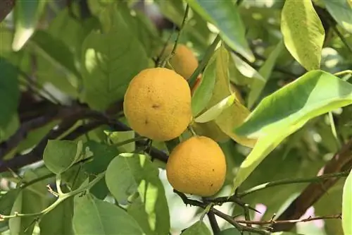 Narenciye Bitkilerinin Bakımı - Kesme ve Kışlama