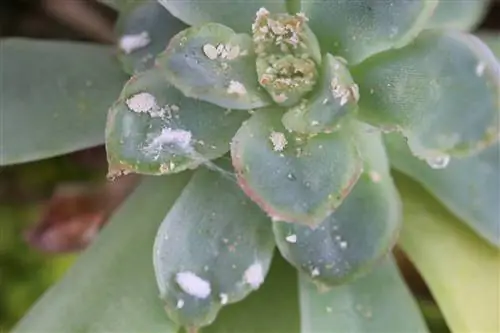 Lucha contra las plagas en las plantas de interior