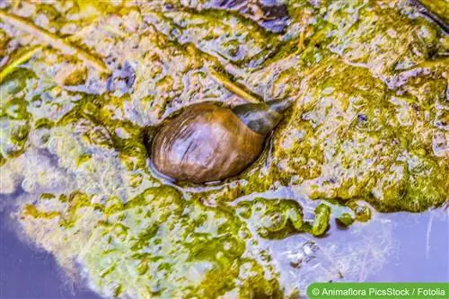 Siput di kolam taman - memelihara siput kolam