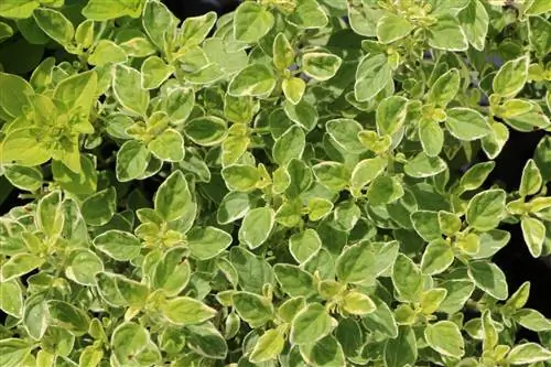 Mažuran, Origanum majorana - uzgoj, njega & Berba