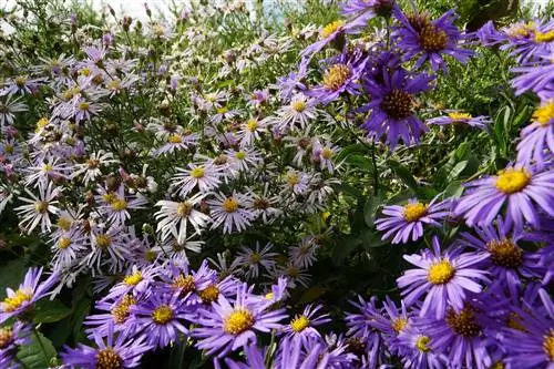 Aster musim gugur - perawatan dan pemotongan aster