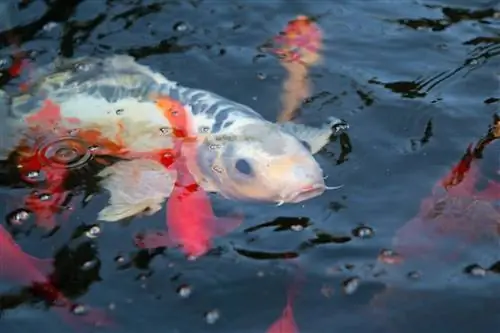 Koi i trädgårdsdammen - skötsel, skötsel och övervintring