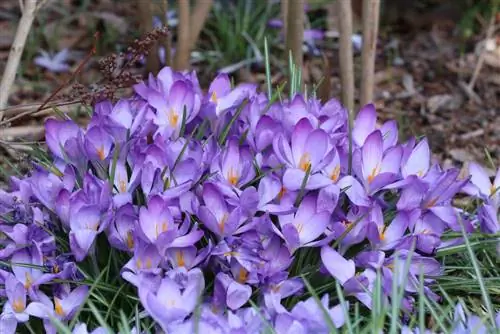 Crocuses ሐምራዊ - Crocus