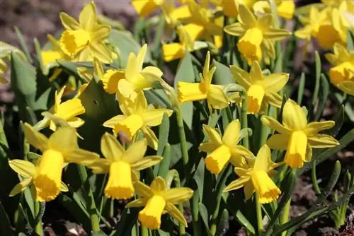 Daffodils - Daffodils - Narcissus