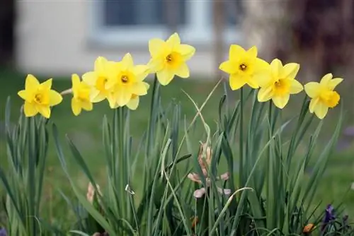 Daffodils - Daffodils - Narcissus