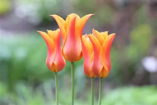 Tulppaanit - Tulipa