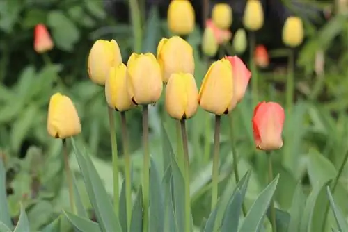 Tulips - txiav, cog thiab saib xyuas tom qab flowering