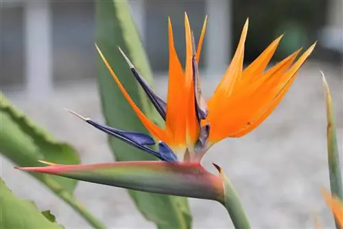 Paradisfugl - Strelitzia reginae - Pleje