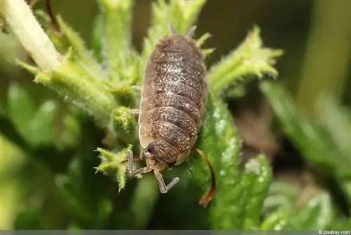 Fighting woodlice - natural remedies and home remedies