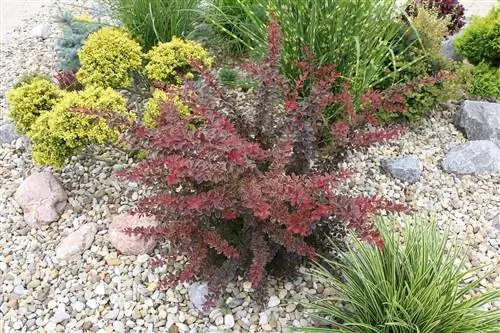 Plantes pour le jardin de gravier - créez un lit de gravier dans le jardin