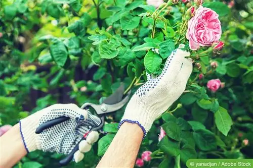 Cuidar les roses durant tot l'any: els consells més importants