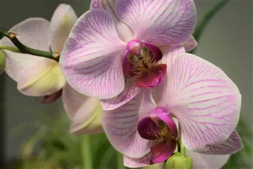 Orquídies - instruccions de cura, plantació i fertilització