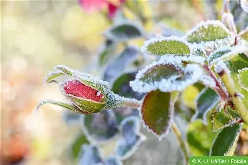 Cura delle rose in inverno: tutto sulla potatura e sulla protezione invernale