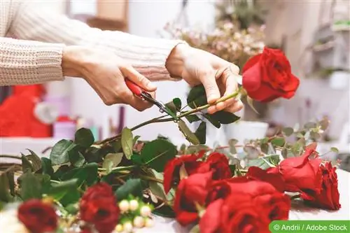 Tagliare fiori recisi - fiori freschi più a lungo