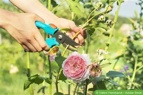 Rosvård på hösten - plantering och styckning