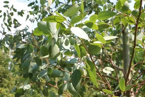 Eucalyptus - Eucalyptus gunnii