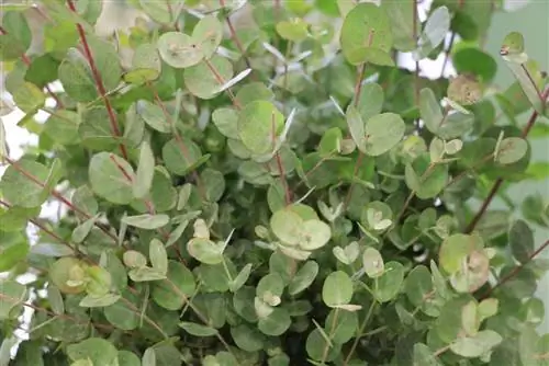 Eucalyptus - Plantation, entretien & Coupe