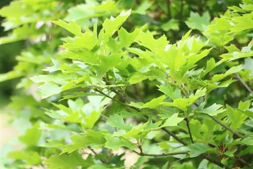 Mwaloni wa kinamasi - Quercus palustris