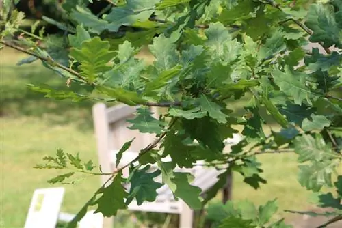 Engelse eikebome - Quercus robour