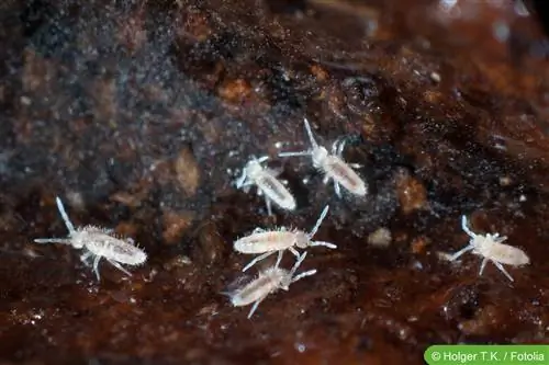 Springtails - svarbūs nariuotakojai žemėje