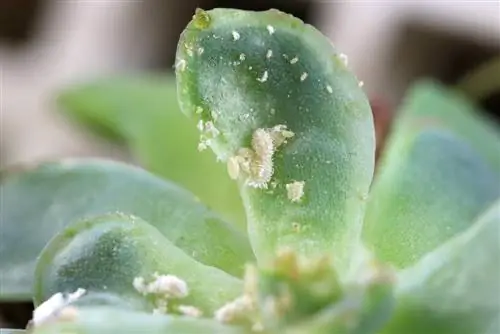 Mealybugs və mealybugs ilə uğurla mübarizə aparın