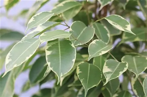 የበርች በለስ - ለ Ficus Benjamina እንክብካቤ