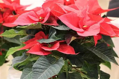 Poinsettia, Euphorbia Pulcherrima - Navodila za nego