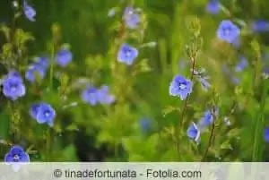 Speedwell cvijeće