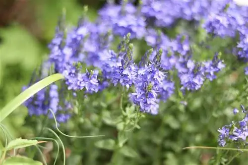 Speedwell - yetiştirme, bakım ve kullanım