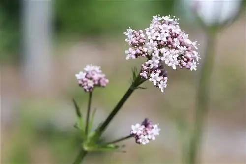 Valeriana, Valeriana officinalis - plantering och skötsel