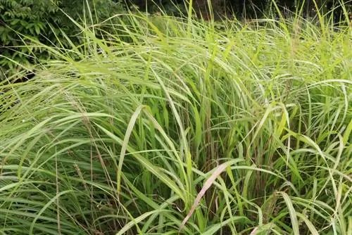 Miscanthus purpurascens