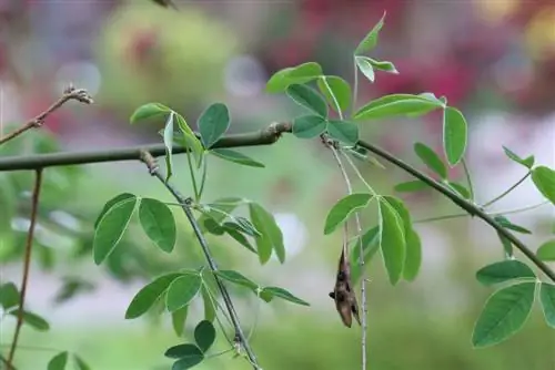 लैबर्नम - लैबर्नम एनागाइरोइड्स