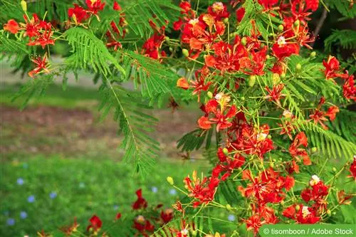 Arbre de la flama: cura, tallar i hivernar