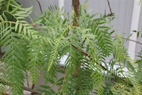 Pippuripuu - hoitoa kuin bonsai