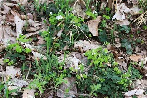 Wood sorrel - Oxalis acetosella