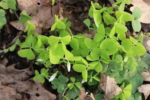 Wood sorrel - Oxalis acetosella