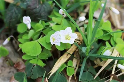 እንጨት sorrel, እንጨት sorrel, oxalis - እንክብካቤ