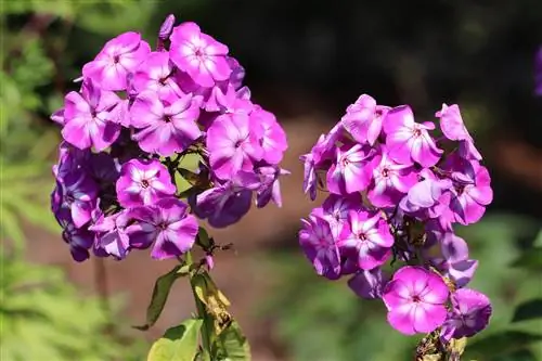 Flor de llama, cuidado, corte e hibernación