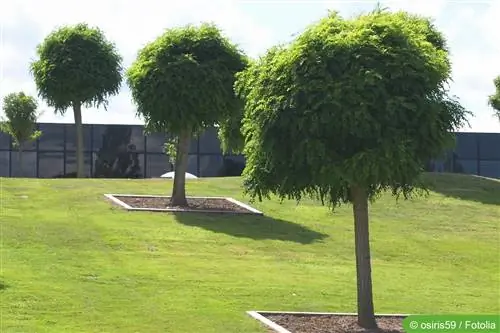 Acacia bola: plantación, cuidado y corte