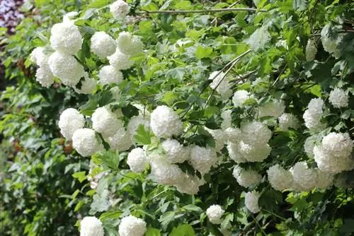 Snowball Viburnum opulus