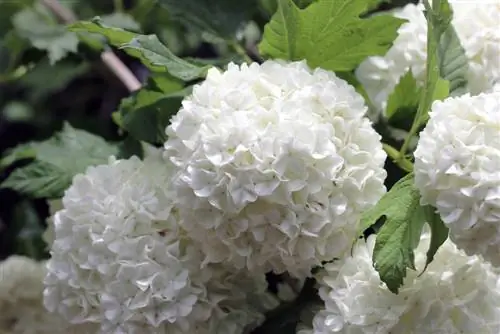 Bola de nieve Viburnum opulus