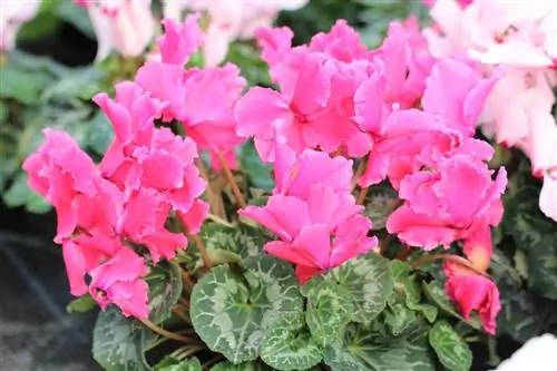 Cyclamen - Îngrijire ca grădină și plantă de apartament