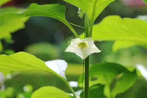 Fiore di lanterna cinese - Physalis alkekengi