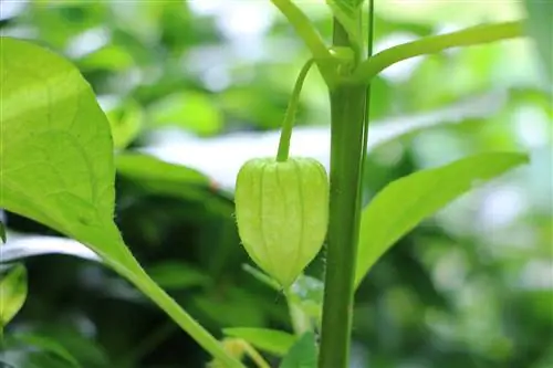 ჩინური ფარნის ყვავილი - Physalis alkekengi