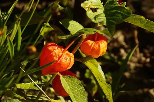 Flor lanterna chinesa - cuidado, propagação e hibernação